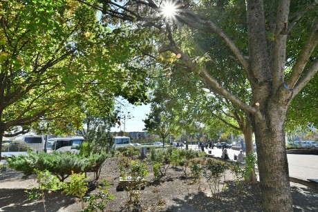 Köztisztasági problémák miatt metszették meg a Piac téri zöld szigetek növényeit